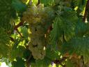 Italian Riesling grapes for sale