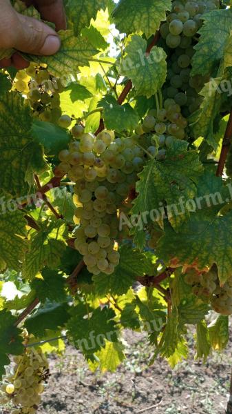 Italian Riesling grapes for sale