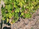 Italian Riesling grapes for sale