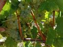 Italian Riesling grapes for sale