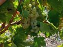 Italian Riesling grapes for sale