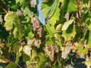 Italian Riesling grapes for sale