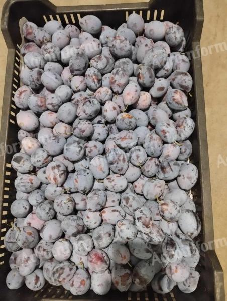 Stelli plums for sale