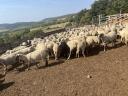 180 sheep for sale