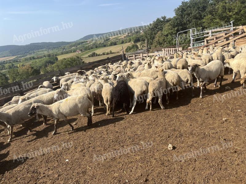 180 sheep for sale