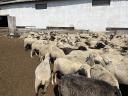 180 sheep for sale