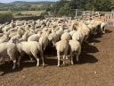 180 sheep for sale