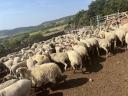 180 sheep for sale