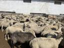 180 sheep for sale