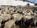 180 sheep for sale