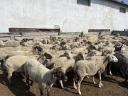 180 sheep for sale