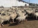 180 sheep for sale