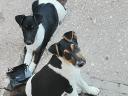 Fox terrier puppies for sale