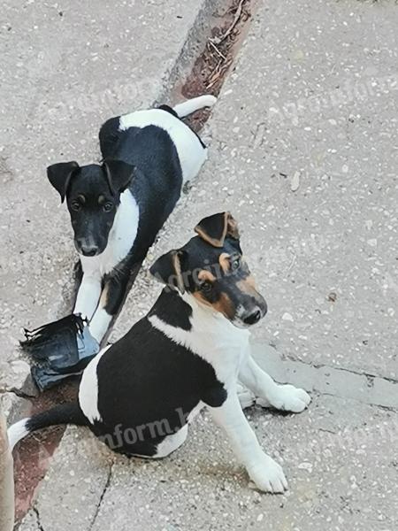 Szczenięta fox terrier na sprzedaż