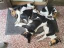 Fox terrier puppies for sale