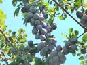 Top Hit plums for sale