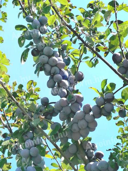 Top Hit prune de vânzare