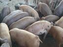 40 small farmyard piglets for sale