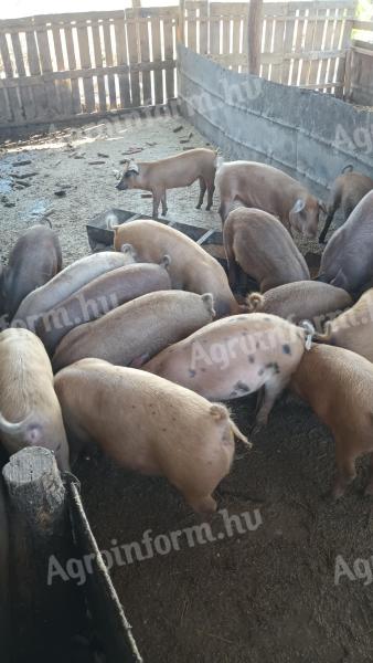 40 small farmyard piglets for sale