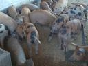 40 small farmyard piglets for sale