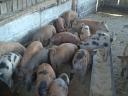 40 small farmyard piglets for sale