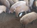 40 small farmyard piglets for sale