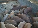 40 small farmyard piglets for sale