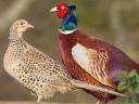 Pheasant and pearls