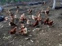 Flocks of hens for sale