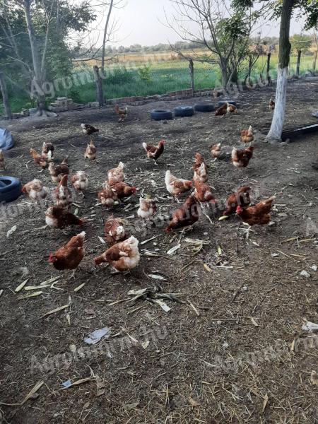 Flocks of hens for sale