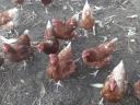 Flocks of hens for sale