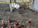 Flocks of hens for sale