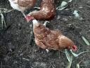 Flocks of hens for sale