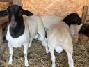 Dorper rams for sale