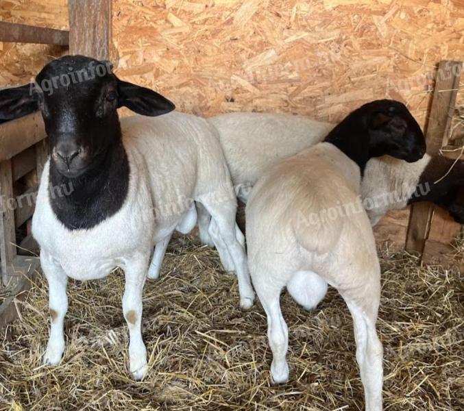 Dorper rams for sale