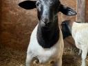 Dorper rams for sale