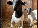 Dorper rams for sale