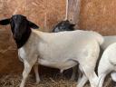 Dorper rams for sale