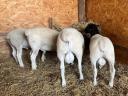 Dorper rams for sale