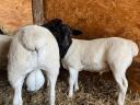 Dorper rams for sale