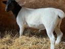 Dorper rams for sale