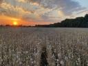 Bio-Mohnblumen zu verkaufen