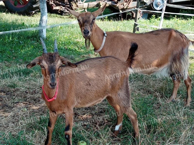 Ziegenbabys zum Verkauf in Gödöllő