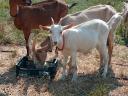 Ziegenbabys zum Verkauf in Gödöllő