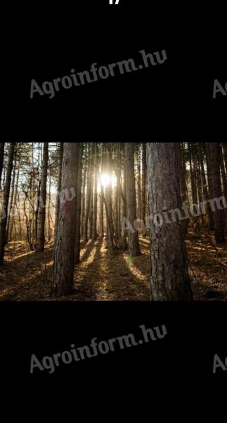 70 ha Wald zum Verkauf in Kökút