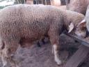 Ile-de-France growing ram for slaughter for sale