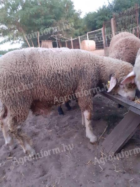 Ile-de-France growing ram for slaughter for sale