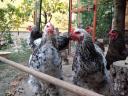 Young Brahma roosters