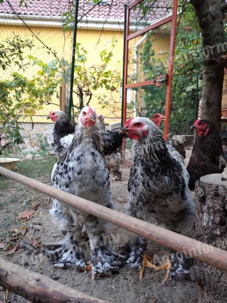 Young Brahma roosters