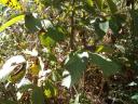 Milotas seedling walnut tree for sale